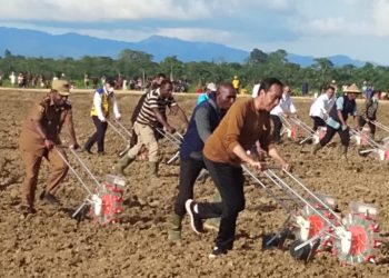 Tanam Jagung Perdana di Keerom, Jokowi  Minta Bupati Menyiapkan Sistem Pemasaran
