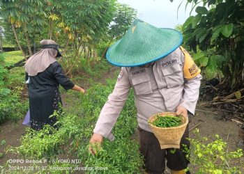 Lahan Tidur di Kampung Nimbokrang Berubah Menghijau Penghasil Cuan
