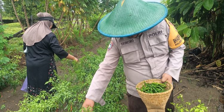Lahan Tidur di Kampung Nimbokrang Berubah Menghijau Penghasil Cuan