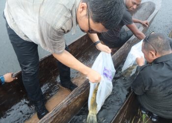 Arwana Irian Dikembalikan ke Habitatnya