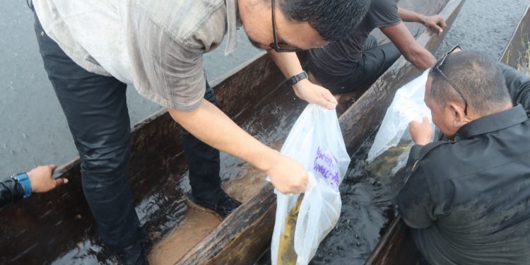 Arwana Irian Dikembalikan ke Habitatnya