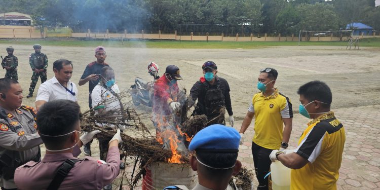 Barang Bukti Ganja Dimusnahkan, Diduga Jadi Sumber Pendanaan Kelompok Separatis