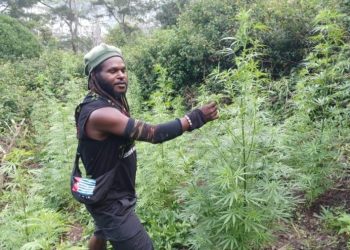 Satgas Damai Cartenz Ungkap Jaringan Narkotika KKB di Jayawijaya