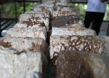 PLN UIP MPA Bangun Rumah Produksi Jamur Tiram