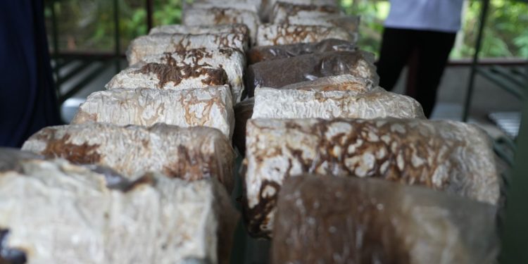 PLN UIP MPA Bangun Rumah Produksi Jamur Tiram