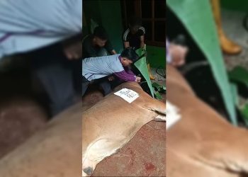 Sembelih Puluhan Hewan Kurban, Pengurus Yapis Papua Sebut Sebagai Ibadah
