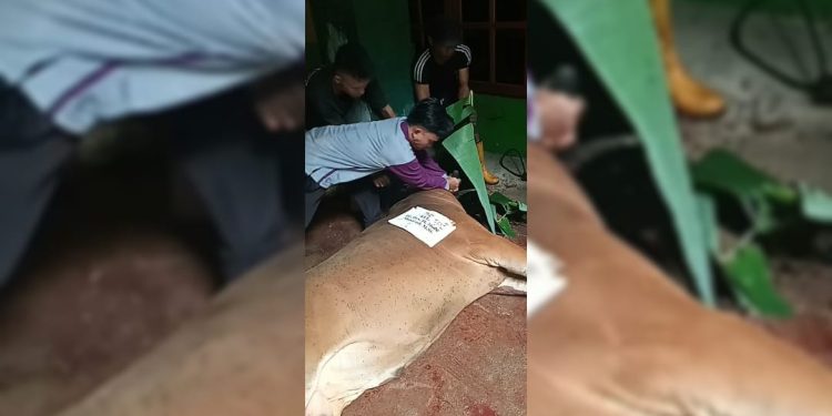 Sembelih Puluhan Hewan Kurban, Pengurus Yapis Papua Sebut Sebagai Ibadah