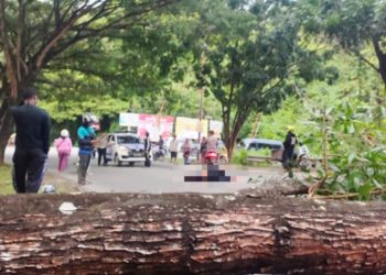 Pengendara Motor Tewas Tertimpa Pohon Tumbang di Jayapura