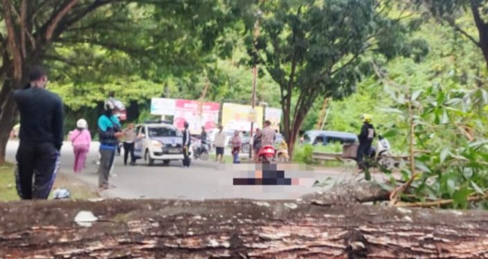 Pengendara Motor Tewas Tertimpa Pohon Tumbang di Jayapura