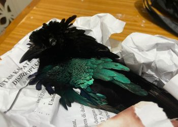 Karantina Papua Bongkar Penyelundupan Burung Cenderawasih Lewat Kargo Bandara