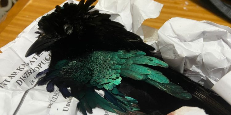 Karantina Papua Bongkar Penyelundupan Burung Cenderawasih Lewat Kargo Bandara