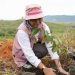 Srikandi PLN UIP MPA Turun Langsung Tanam Pohon