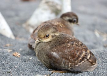 PLN UIP MPA Dukung Desa Mamuya Bentuk Perdes Konservasi Burung Mamoa
