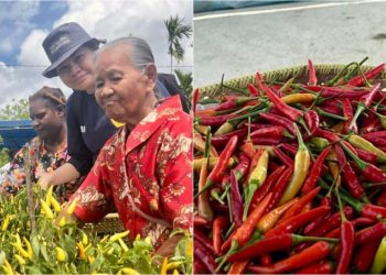 PLN UIP MPA Dukung Kemandirian Petani Lewat Panen Cabai Rawit