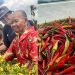 PLN UIP MPA Dukung Kemandirian Petani Lewat Panen Cabai Rawit