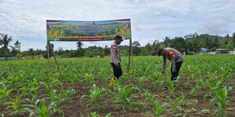 Polsek Muara Tami Intens Monitoring Lahan Ketahanan Pangan ‎