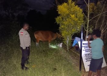 Polisi Amankan Dua Terduga Pelaku Pencurian Sapi di Koya Barat