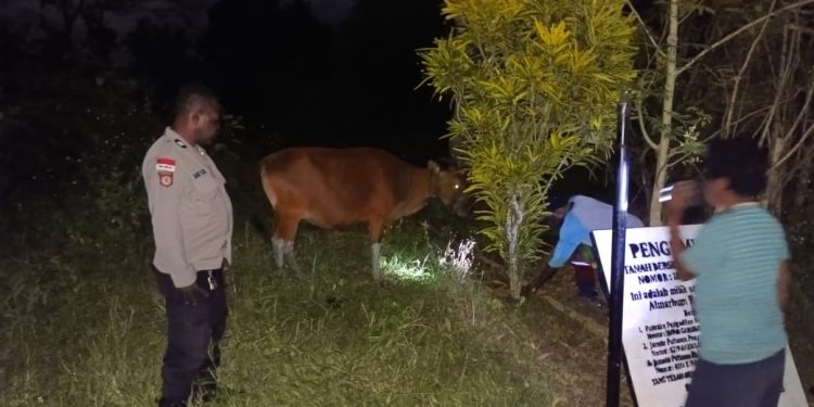 Polisi Amankan Dua Terduga Pelaku Pencurian Sapi di Koya Barat