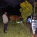 Polisi Amankan Dua Terduga Pelaku Pencurian Sapi di Koya Barat
