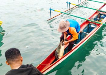 Nelayan Kedapatan Bawa Penyu Hijau