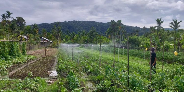 Sprinkler Listrik Dorong Efisiensi dan Hasil Panen Petani