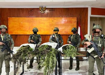 Ratusan Batang Ganja Diamankan, Dua Orang Masih Berstatus Saksi