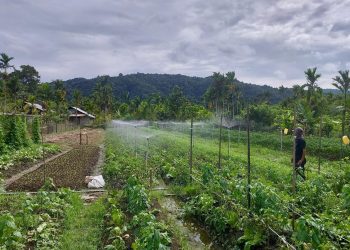 PLN UIP MPA Hadirkan Smart Farming di Jayapura, Produktivitas Petani Meningkat