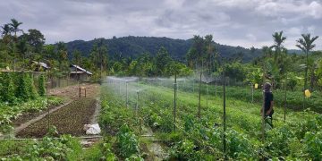 PLN UIP MPA Hadirkan Smart Farming di Jayapura, Produktivitas Petani Meningkat