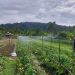 PLN UIP MPA Hadirkan Smart Farming di Jayapura, Produktivitas Petani Meningkat
