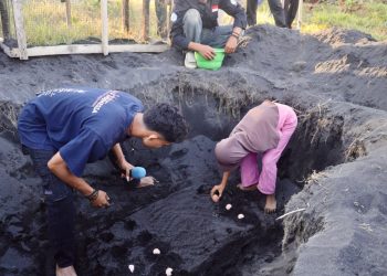 Hari Bumi 2026, PLN Hidupkan Konservasi Burung Mamoa di Halmahera Utara