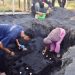Hari Bumi 2026, PLN Hidupkan Konservasi Burung Mamoa di Halmahera Utara