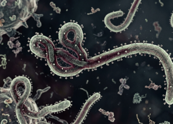 WHO Tetapkan Ebola Sebagai PHEIC, Kenali Gejalanya!