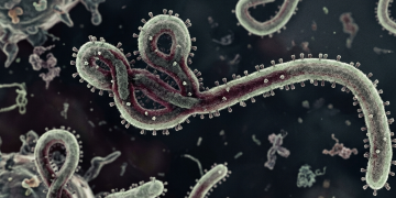 WHO Tetapkan Ebola Sebagai PHEIC, Kenali Gejalanya!