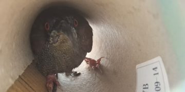Empat Burung Cenderawasih Diselamatkan dari Upaya Penyelundupan