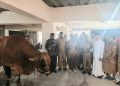 Masjid Raya Baiturrahim Jayapura Terima Bantuan Sapi Kurban Presiden