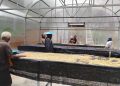 Program PLN Jadi Pemacu Ekonomi Petani Kopi Papua Pegunungan