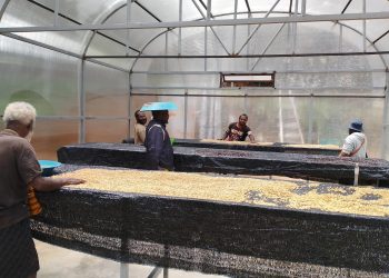 Program PLN Jadi Pemacu Ekonomi Petani Kopi Papua Pegunungan