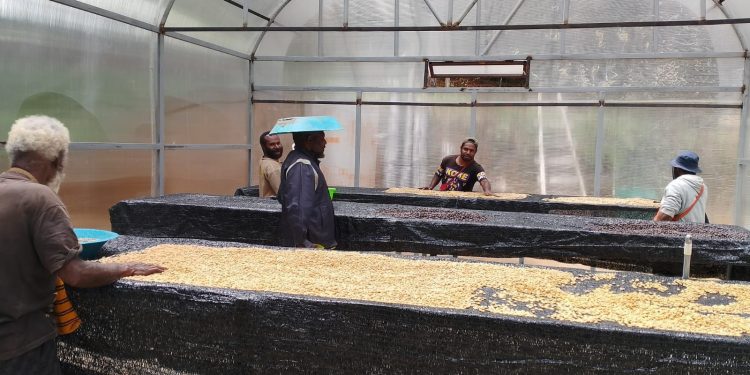 Program PLN Jadi Pemacu Ekonomi Petani Kopi Papua Pegunungan