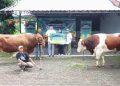 Telkomsel Tebar Hewan Kurban hingga Pelosok