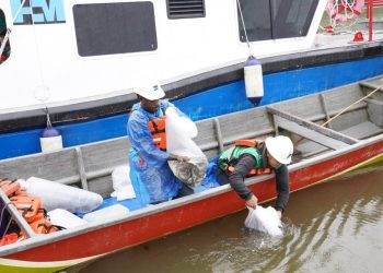 10 Ribu Bibit Baramundi dan 1.000 Kepiting Bakau Ditebar di Pesisir Mimika