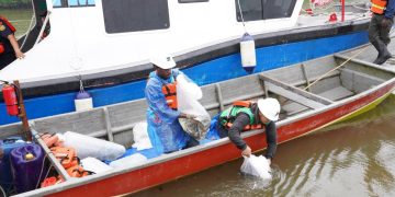 10 Ribu Bibit Baramundi dan 1.000 Kepiting Bakau Ditebar di Pesisir Mimika