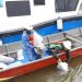 10 Ribu Bibit Baramundi dan 1.000 Kepiting Bakau Ditebar di Pesisir Mimika