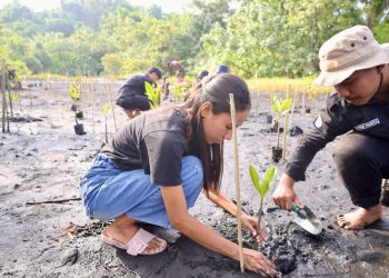 PLN UIP MPA Tanam Mangrove dan Lepas Tukik Penyu di Pantai Wauwo
