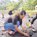 PLN UIP MPA Tanam Mangrove dan Lepas Tukik Penyu di Pantai Wauwo