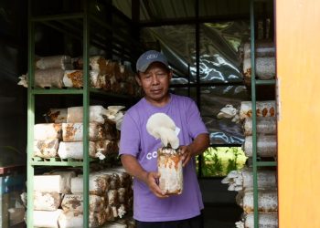 PLN Kembangkan Budidaya Jamur Tiram di Sabron Yaru