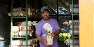 PLN Kembangkan Budidaya Jamur Tiram di Sabron Yaru
