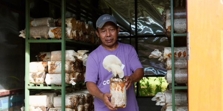 PLN Kembangkan Budidaya Jamur Tiram di Sabron Yaru