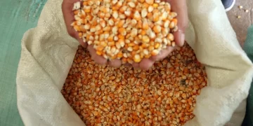 Perum Bulog Papua Serap Jagung Petani 398 Ton