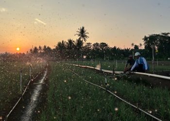 Tarif Listrik Triwulan III 2026 Tidak Naik, PLN Siap Jalankan Kebijakan Pemerintah