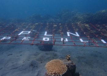 PLN UIP MPA dan Mitra Gelar Aksi Transplantasi Terumbu Karang
